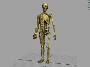 human body anatomy model 3D Model