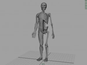 human body anatomy model 3D Model