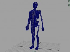 human body anatomy model 3D Model