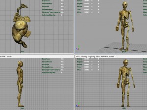 human body anatomy model Modelo 3D