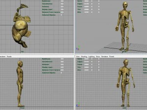 human body anatomy model 3D Model