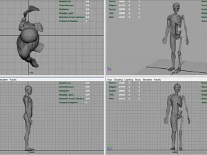 human body anatomy model 3D Model