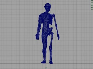 human body anatomy model 3D Model