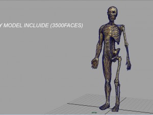 human body anatomy model Modelo 3D