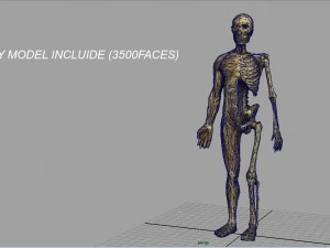 human body anatomy model 3D Model