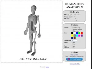 human body anatomy model 3D Model