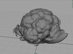 cauliflower 3D Модель