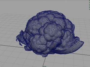 cauliflower 3D Модель