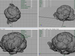 cauliflower 3D Модель