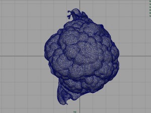cauliflower 3D Модель