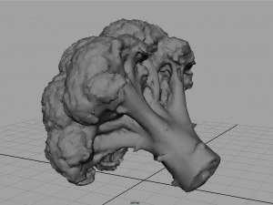 broccoli 3D Model