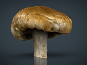 mushroom 1 3D Model