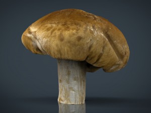 mushroom 1 Modelo 3D