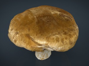 mushroom 1 Modelo 3D