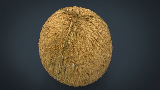 coconut Modelo 3D .c4d .max .obj .3ds .fbx .stl .blend 