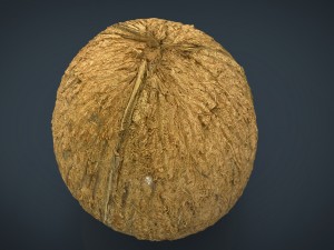 coconut 3D 모델