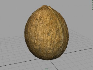 coconut Modelo 3D