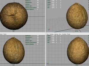 coconut Modelo 3D