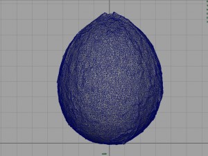 coconut Modelo 3D