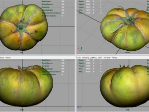 tomato 1 3D Model
