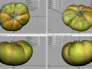 tomato 1 3D Model