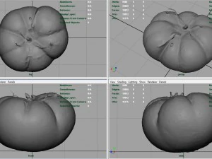 tomato 1 3D Model
