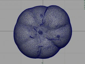 tomato 1 3D Model