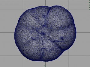 tomato 1 3D Model