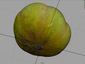 tomato 1 3D Model