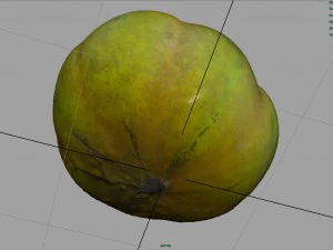 tomato 1 3D Model