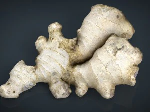 ginger 3D Model
