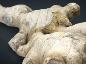 ginger 3D 模型