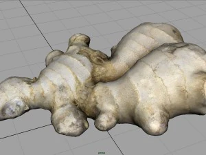 ginger 3D Model