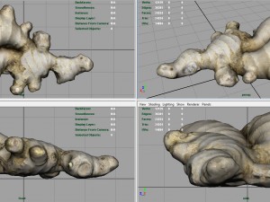 ginger 3D 模型