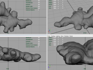 ginger 3D 模型