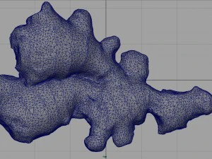 ginger 3D Model