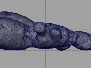 ginger 3D Model