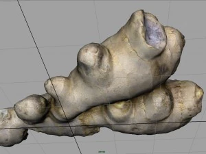 ginger 3D Model