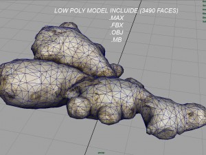 ginger 3D 模型