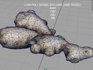 ginger 3D Model