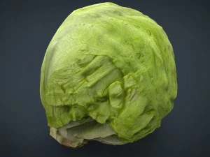 iceberg lettuce 3D Model