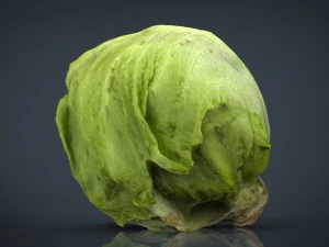 iceberg lettuce 3D Model