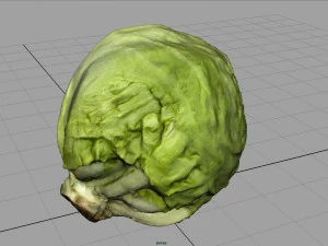 iceberg lettuce 3D Model