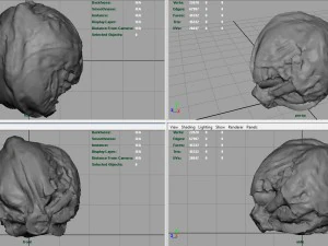iceberg lettuce 3D Model