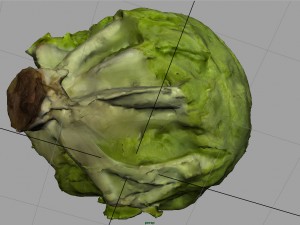 iceberg lettuce Modello 3D