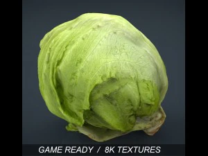 iceberg lettuce 3D Model