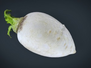 turnip 3D Model