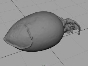 turnip 3D Model