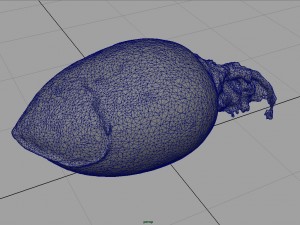 turnip 3D Model