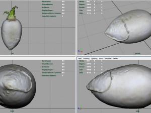 turnip 3D Model